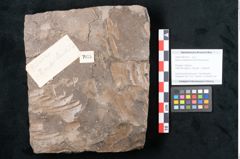 Foto (Objekt + Etikett) von Quercus pseudolonchitis Ettingshausen (NHMW-GEO-2024-0188-7975)